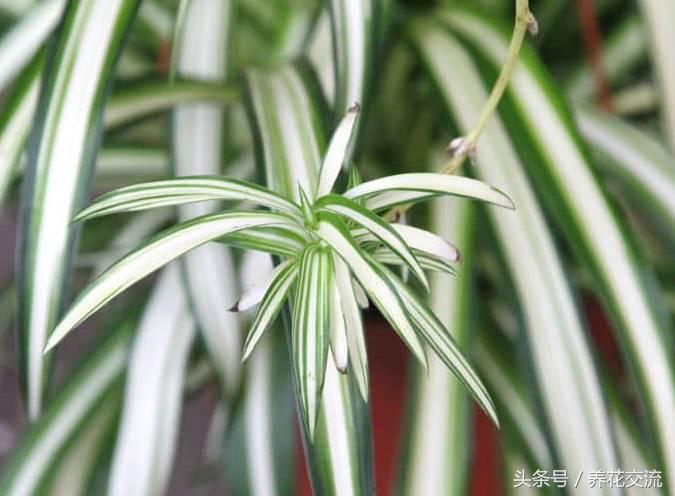 净化室内空气的十大盆栽,适合净化空气好养的绿植