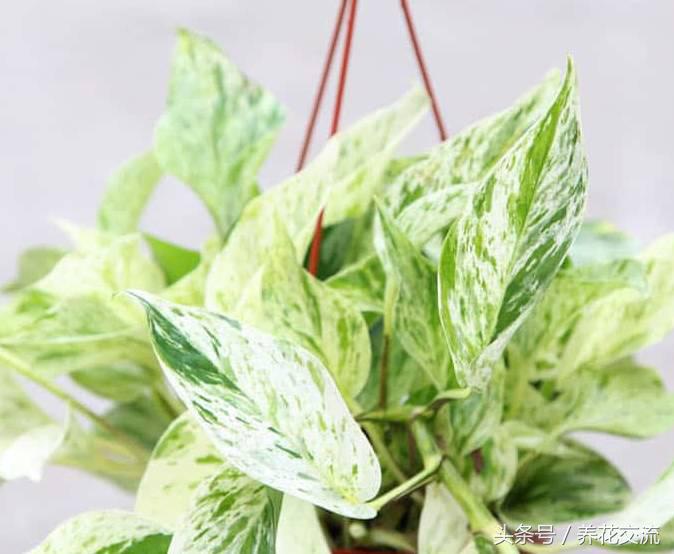 净化室内空气的十大盆栽,适合净化空气好养的绿植