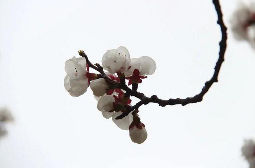 生肖运势周运最新一周,这周生肖运势最新图解大全