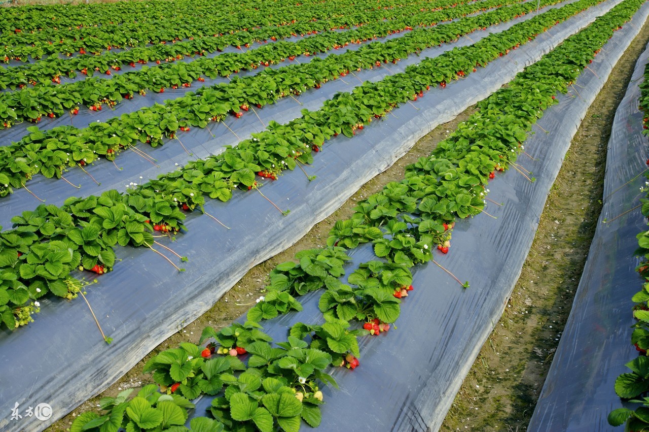想种草莓没苗怎么办,想种草莓没技术怎么办