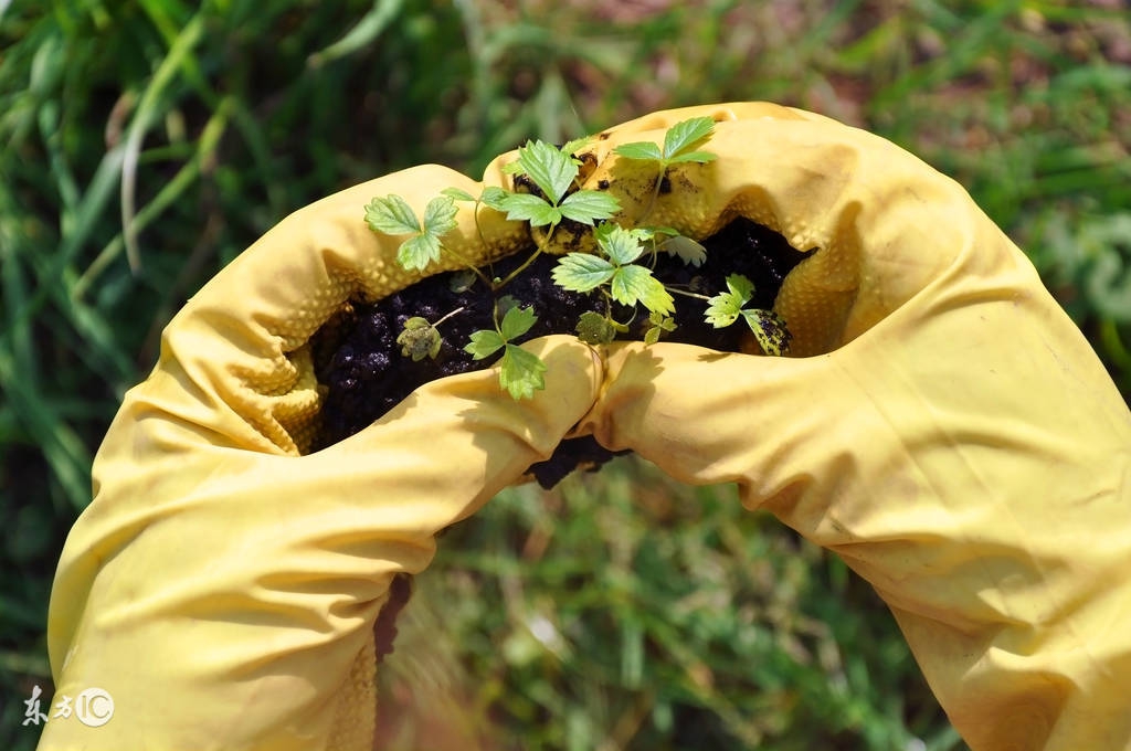 想种草莓没苗怎么办,想种草莓没技术怎么办