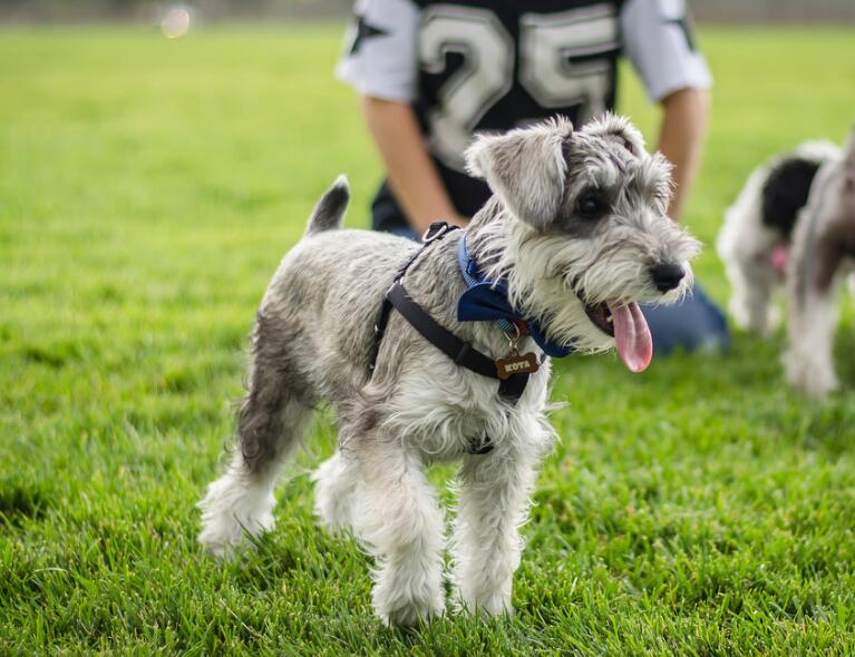 犬种百科之捷克狼犬,雪纳瑞这个犬种好驯服吗