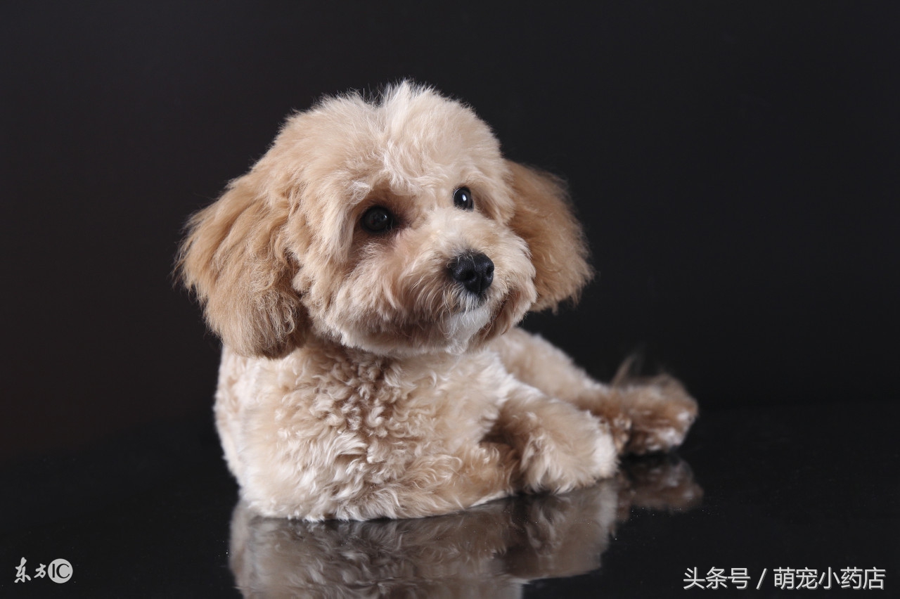 贵宾老咬人,老爱跑床上,怎么整改?给你支招!