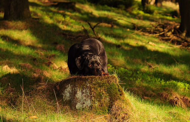 德国犬种罗威纳图片,欧美最受欢迎的犬种罗威纳犬
