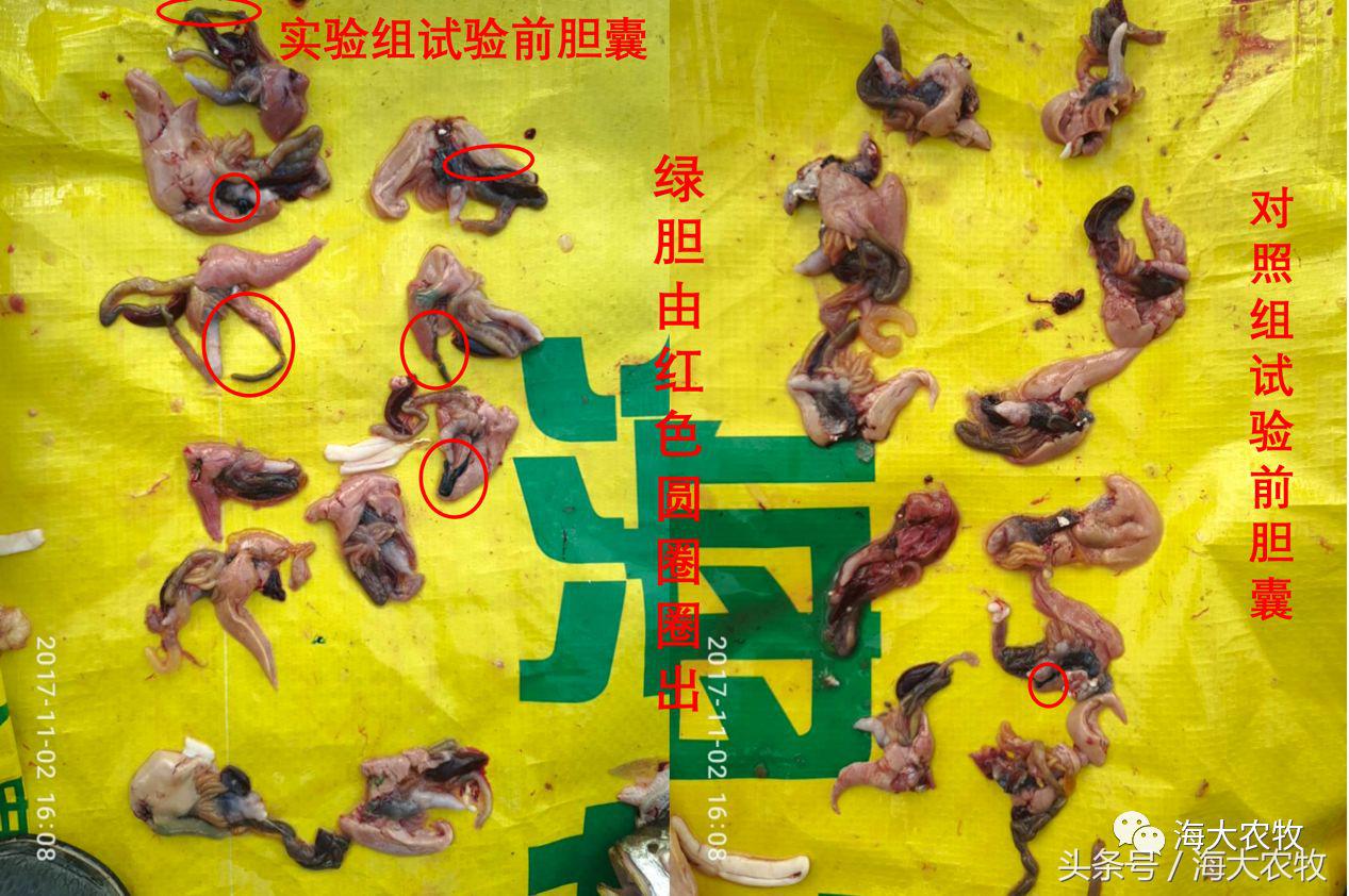 宁德大黄鱼白鳃病,大头鱼白嘴病怎么治疗最好