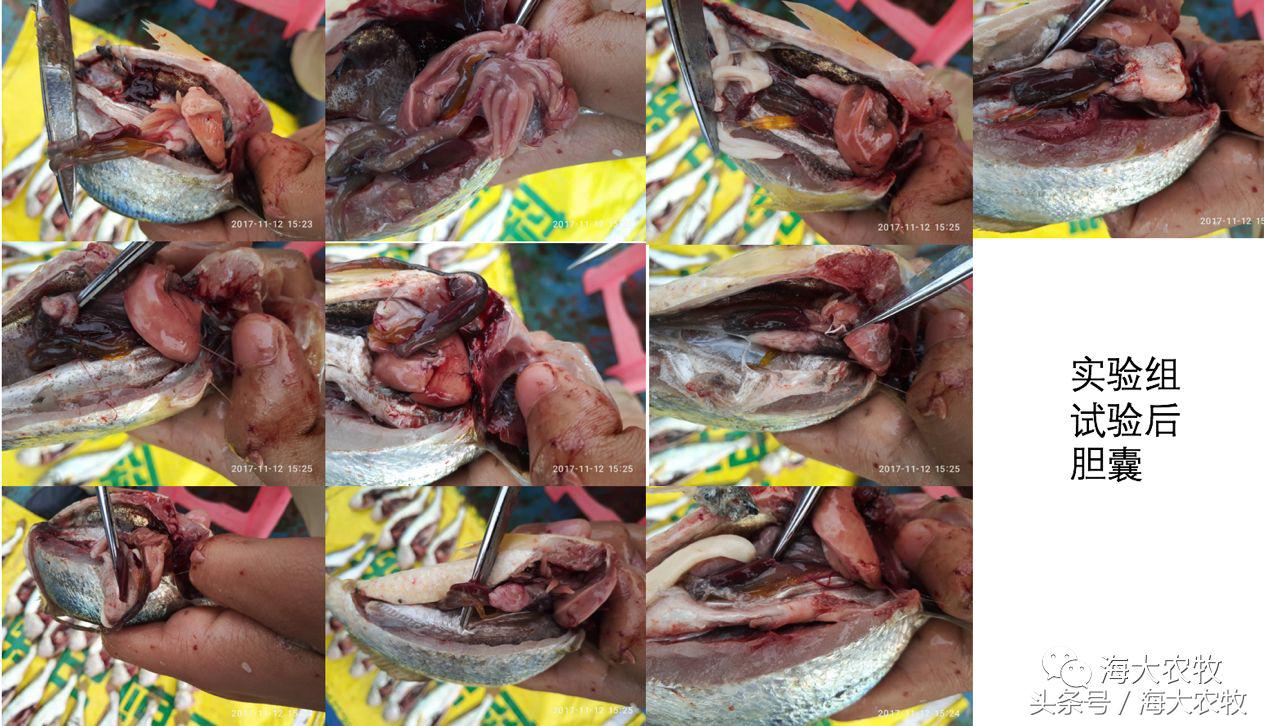 宁德大黄鱼白鳃病,大头鱼白嘴病怎么治疗最好