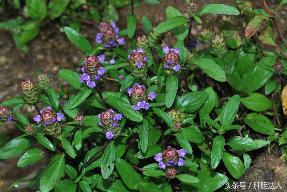 使用中草药治疗乙肝，应该把握这些原则（续集）