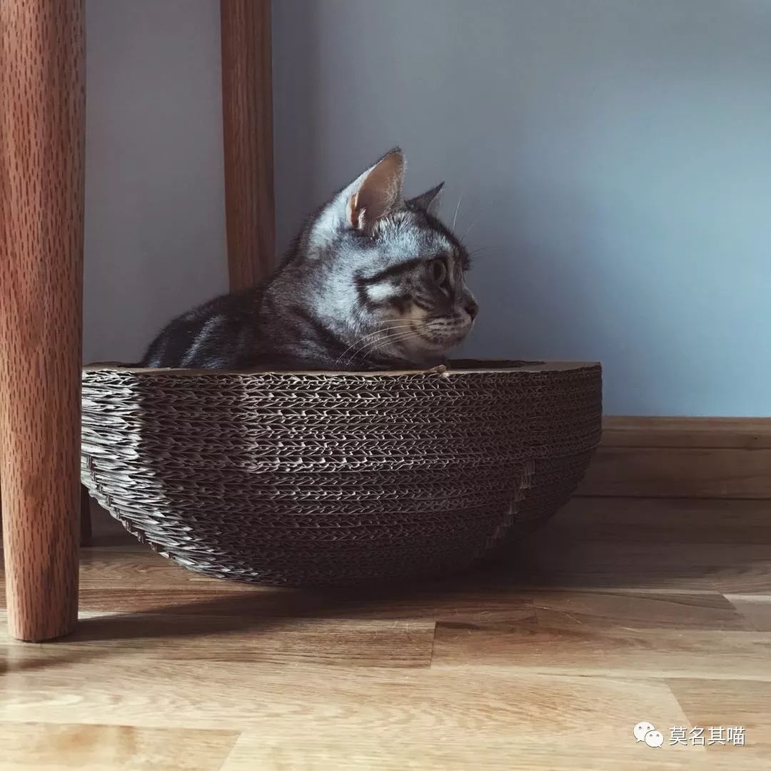 某宝某猫购物评价,某宝买猫100一只是真的吗