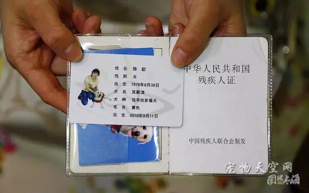 拉布拉多犬为什么作为导盲犬,导盲犬为什么拉布拉多比金毛多