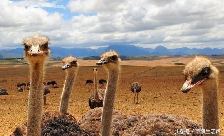 养殖“大笨鸟”,敲开致富门,80后回老家创业成为新一代农场主