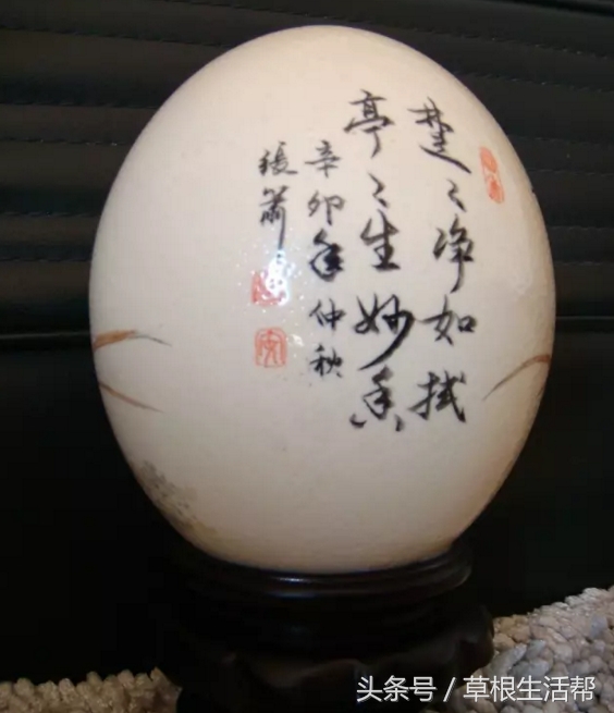 养殖“大笨鸟”,敲开致富门,80后回老家创业成为新一代农场主