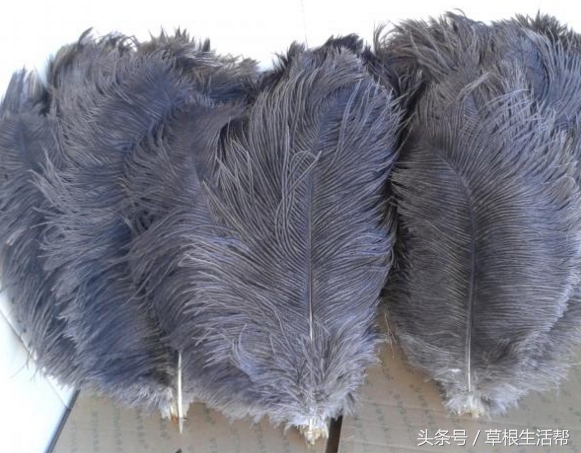 养殖“大笨鸟”,敲开致富门,80后回老家创业成为新一代农场主