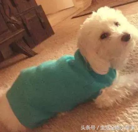 旧衣服怎么给狗狗做小衣服,夏天旧衣服给狗狗做衣服教程