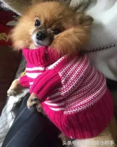 旧衣服怎么给狗狗做小衣服,夏天旧衣服给狗狗做衣服教程