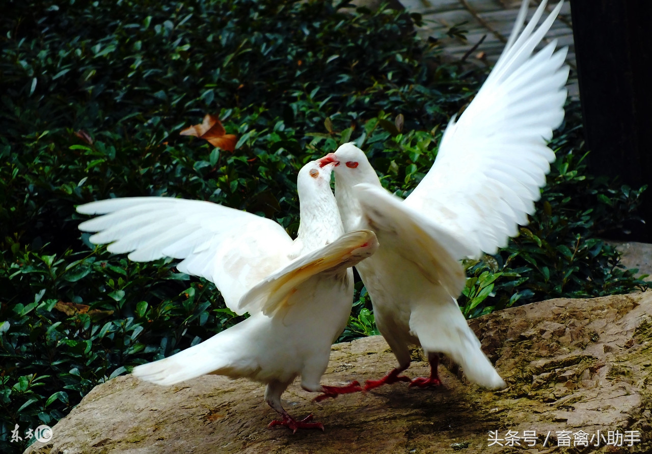 养鸽常备药及治疗,人药治鸽病大全