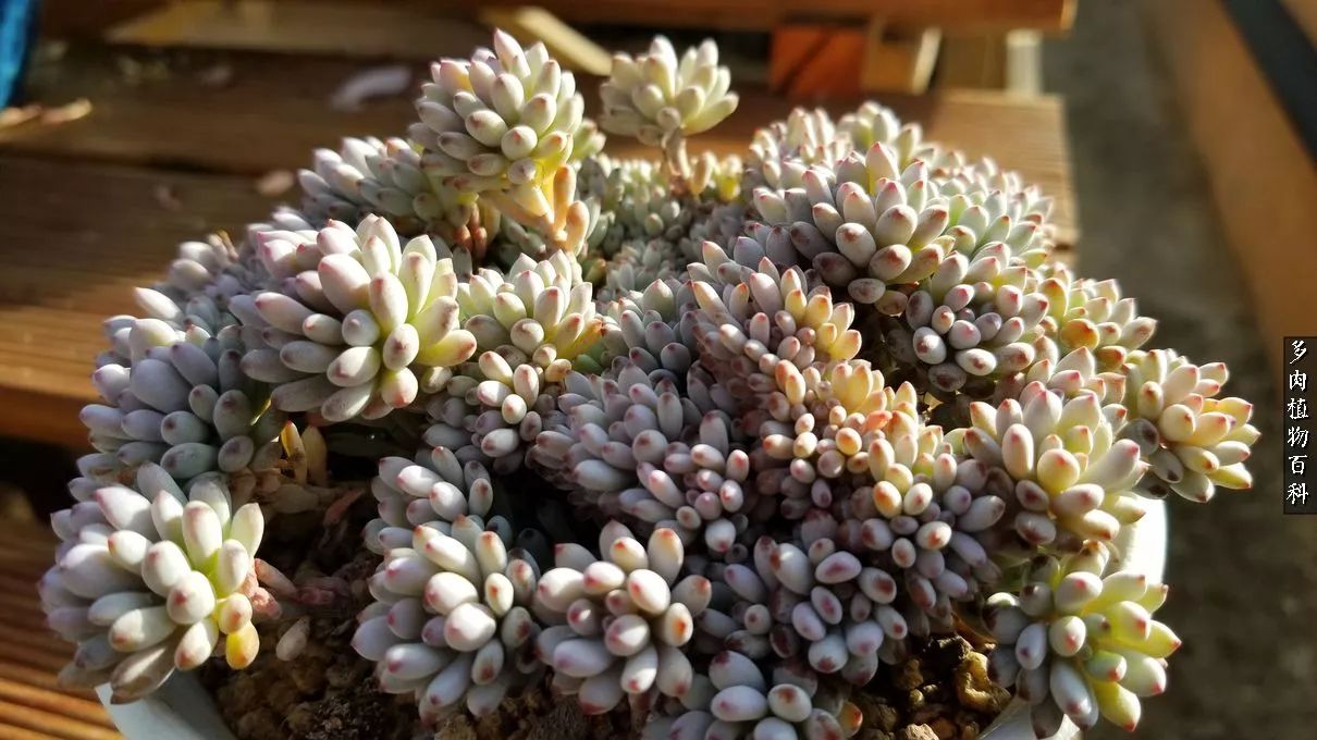 多肉如何养才不损耗杆子的养分,夏季带盆土的多肉要修根吗