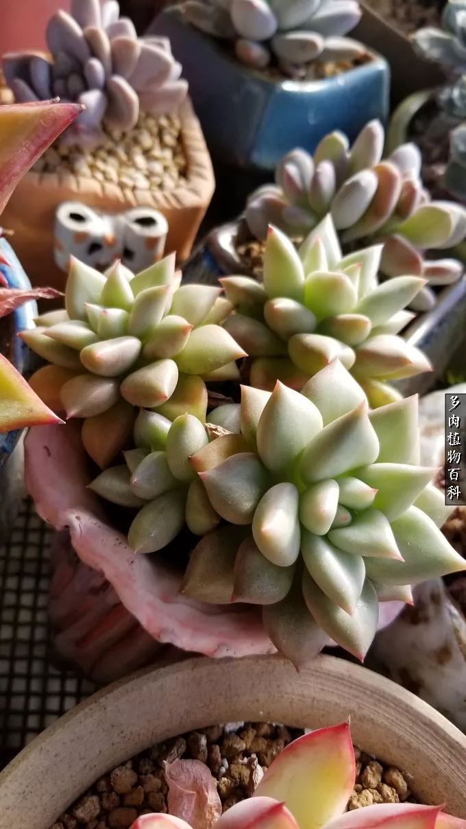 多肉如何养才不损耗杆子的养分,夏季带盆土的多肉要修根吗