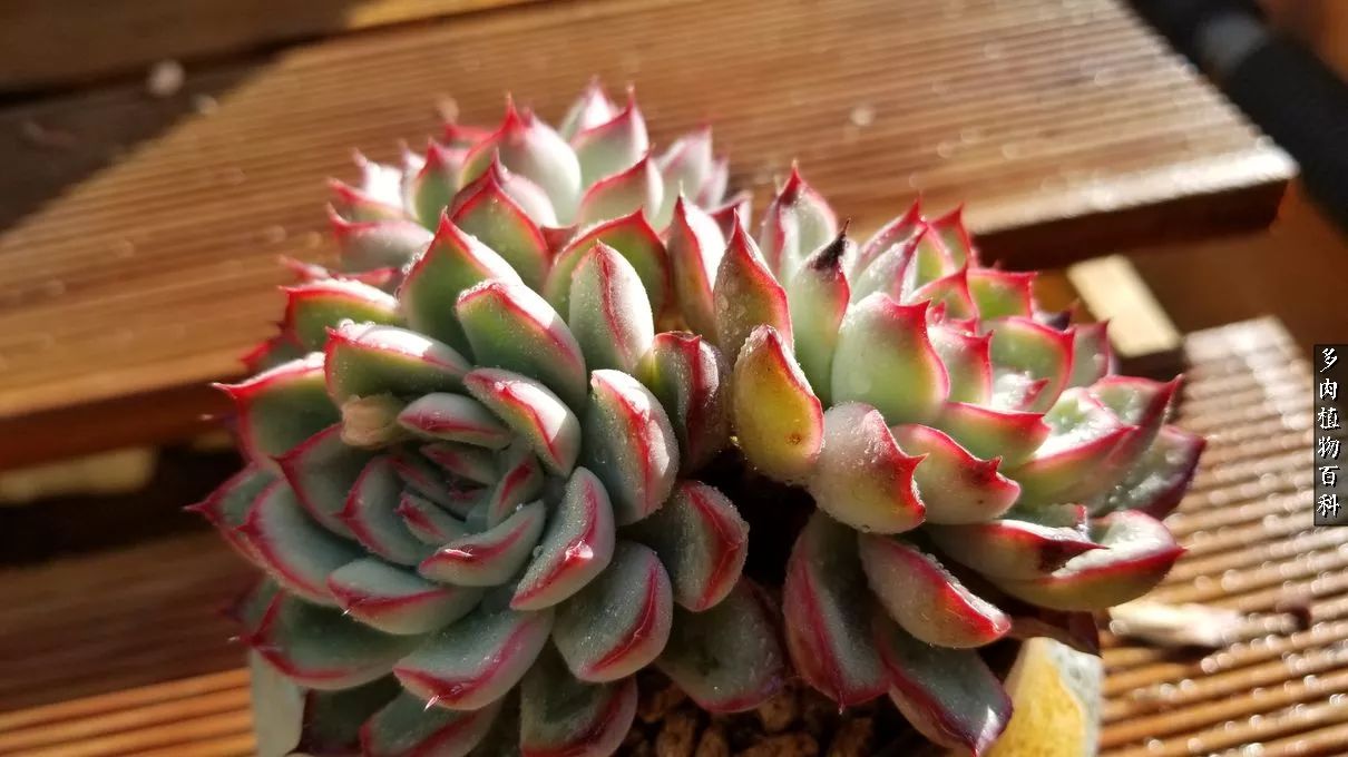 多肉如何养才不损耗杆子的养分,夏季带盆土的多肉要修根吗