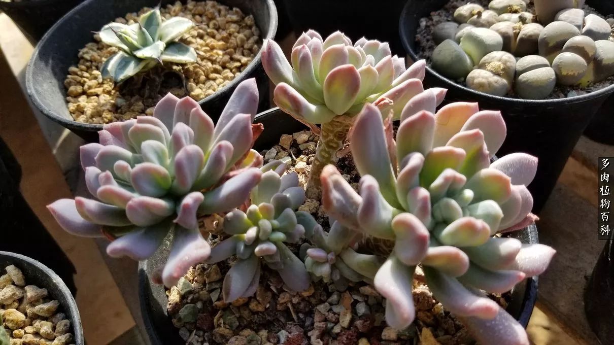 多肉如何养才不损耗杆子的养分,夏季带盆土的多肉要修根吗