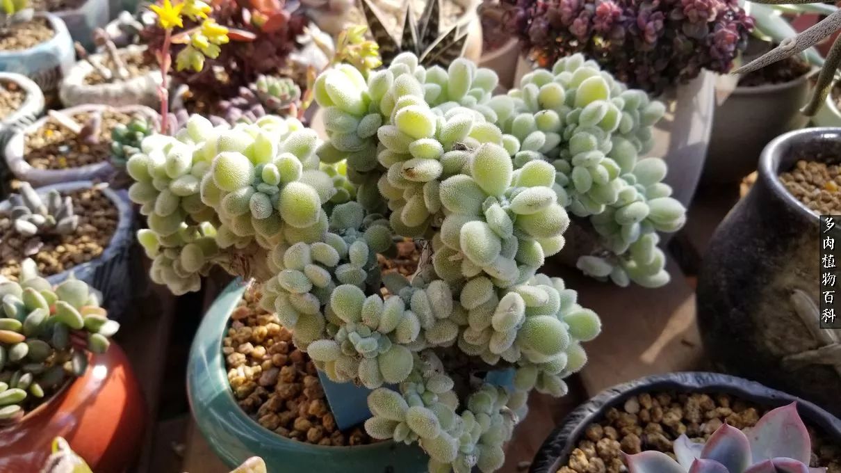 多肉如何养才不损耗杆子的养分,夏季带盆土的多肉要修根吗