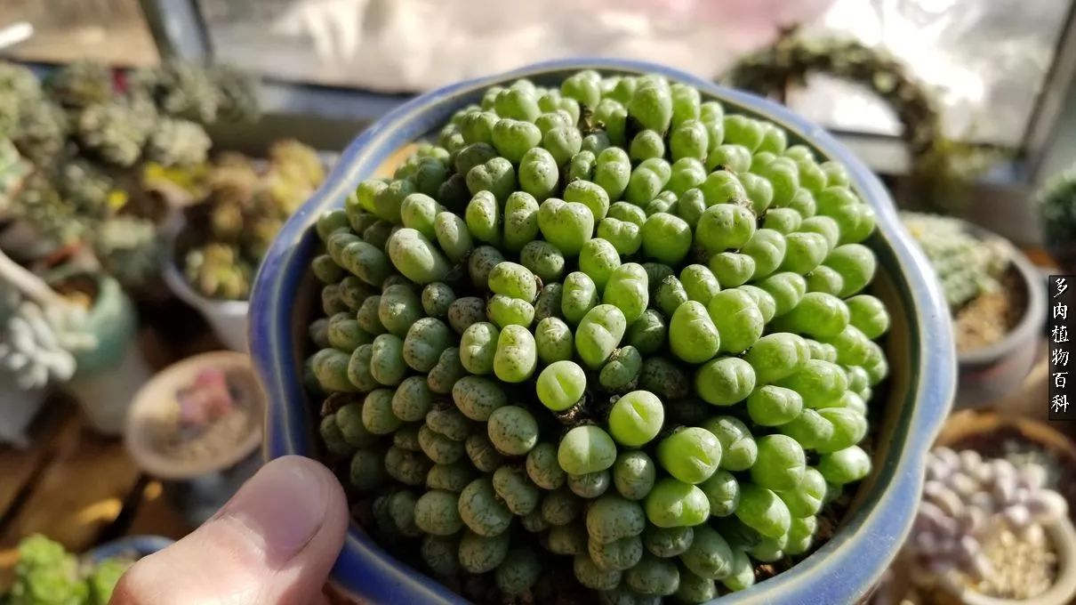 多肉如何养才不损耗杆子的养分,夏季带盆土的多肉要修根吗