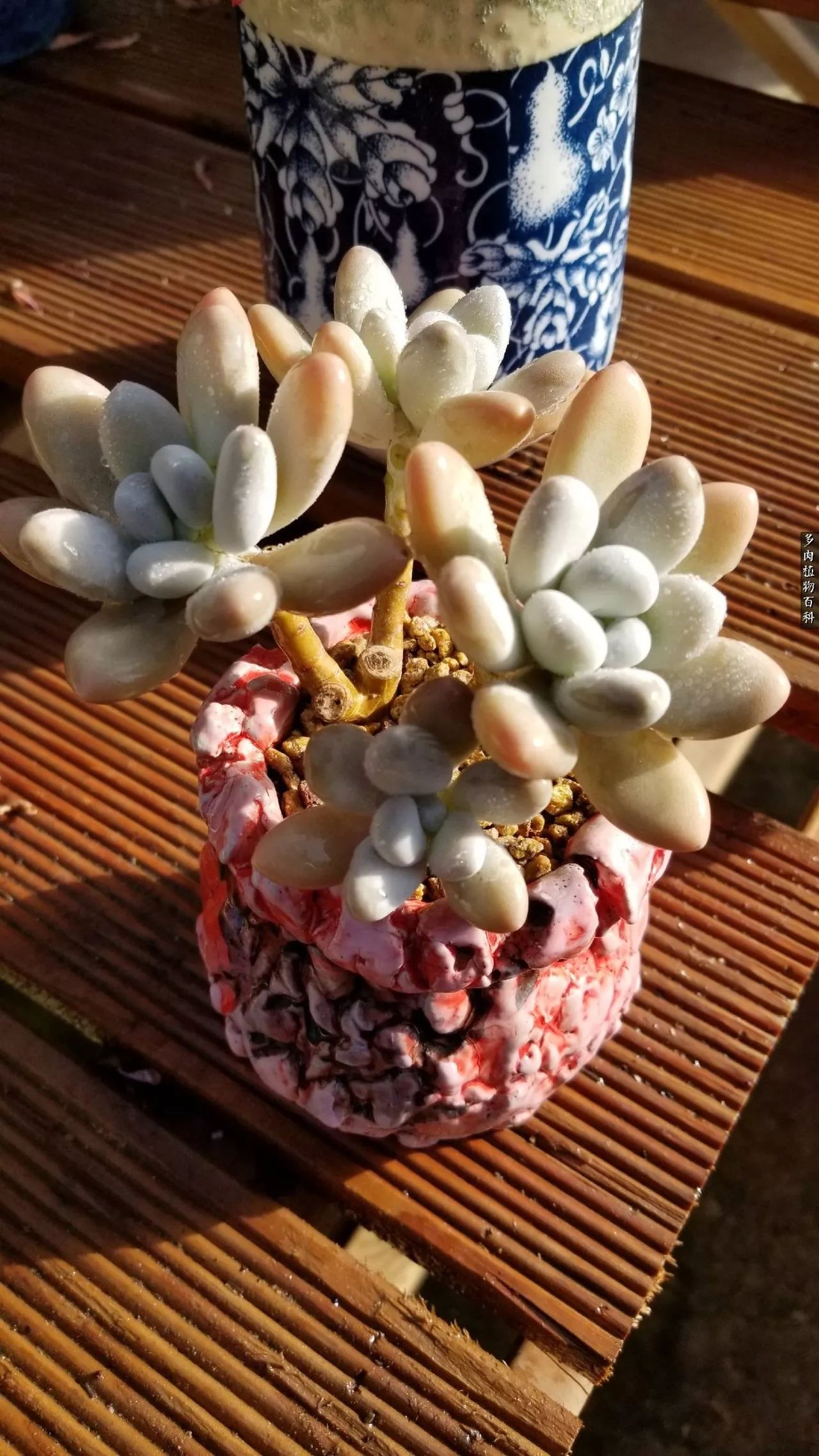 多肉如何养才不损耗杆子的养分,夏季带盆土的多肉要修根吗