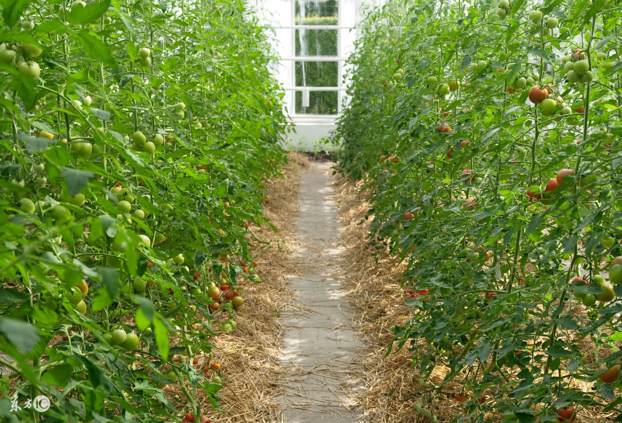 西红柿疯长不坐果怎么治,西红柿疯长但开花少的原因