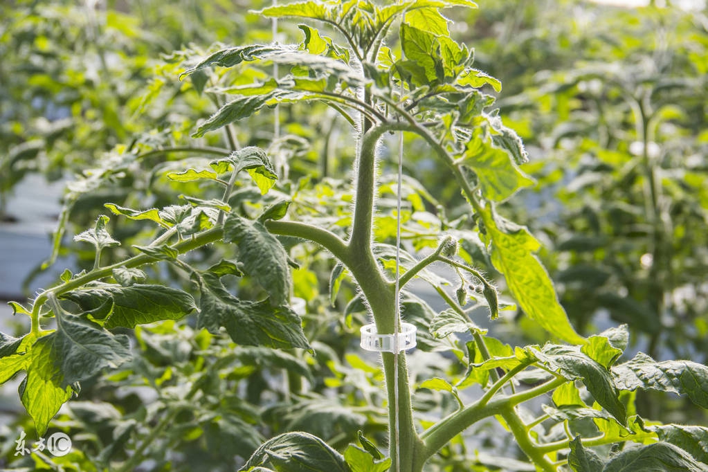 西红柿疯长不坐果怎么治,西红柿疯长但开花少的原因