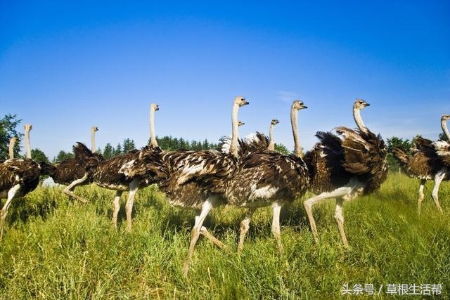 养殖“大笨鸟”,敲开致富门,80后回老家创业成为新一代农场主