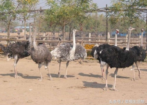 养殖“大笨鸟”,敲开致富门,80后回老家创业成为新一代农场主