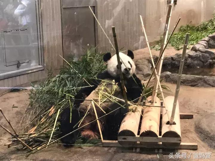 寒假日本亲子游攻略,日本亲子游最佳路线攻略