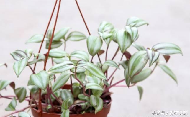 净化室内空气的十大盆栽,适合净化空气好养的绿植