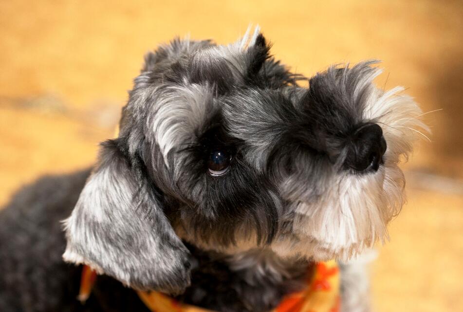 犬种百科之捷克狼犬,雪纳瑞这个犬种好驯服吗