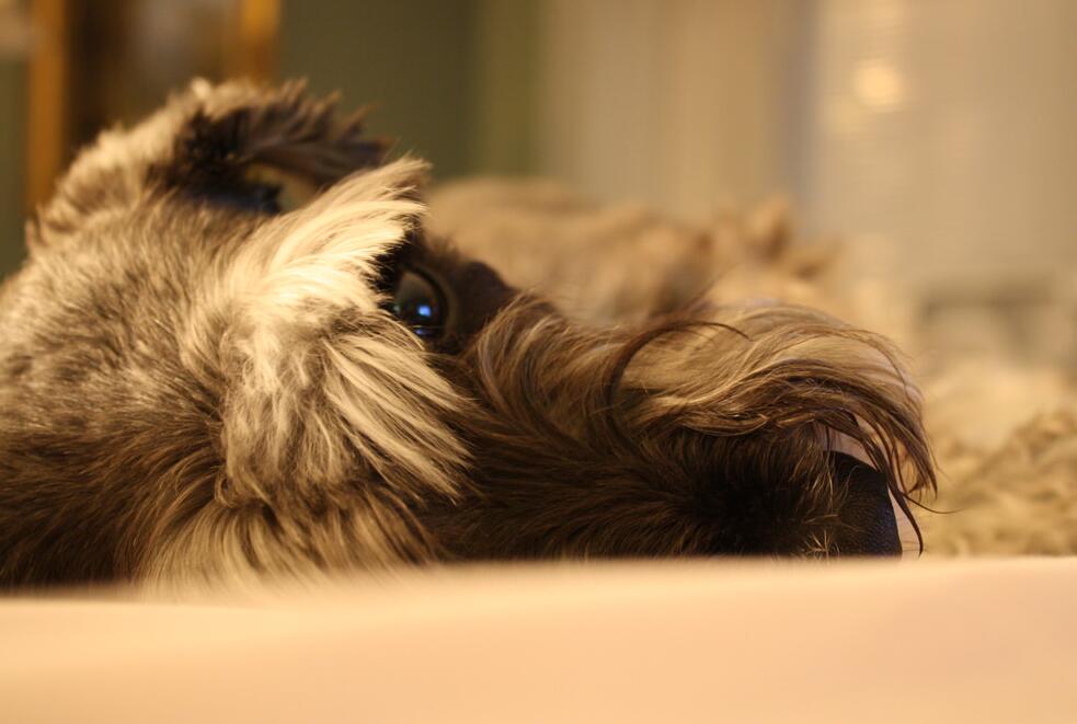 犬种百科之捷克狼犬,雪纳瑞这个犬种好驯服吗