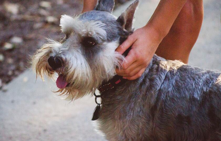 犬种百科之捷克狼犬,雪纳瑞这个犬种好驯服吗