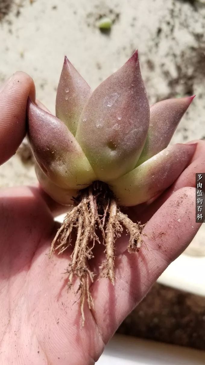 多肉如何养才不损耗杆子的养分,夏季带盆土的多肉要修根吗