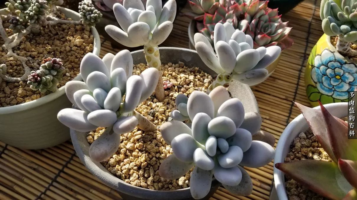 多肉如何养才不损耗杆子的养分,夏季带盆土的多肉要修根吗