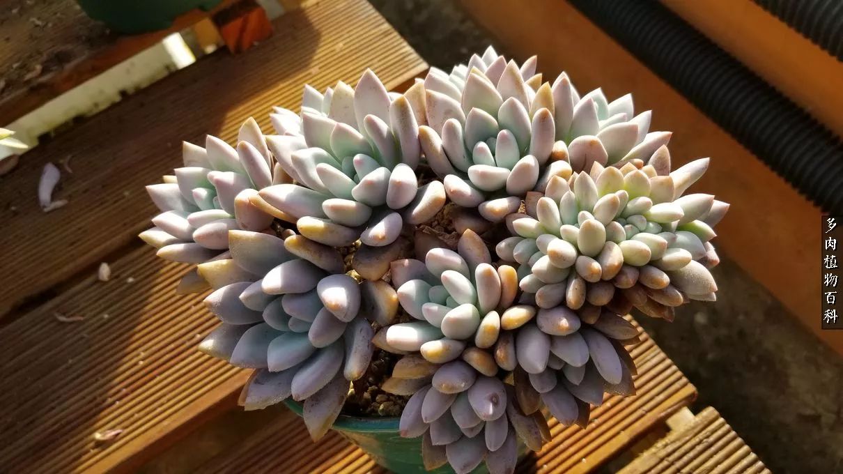 多肉如何养才不损耗杆子的养分,夏季带盆土的多肉要修根吗