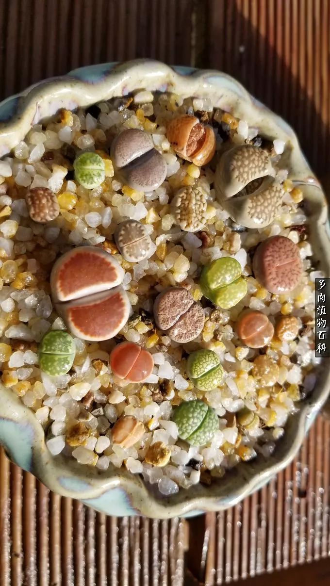 多肉如何养才不损耗杆子的养分,夏季带盆土的多肉要修根吗