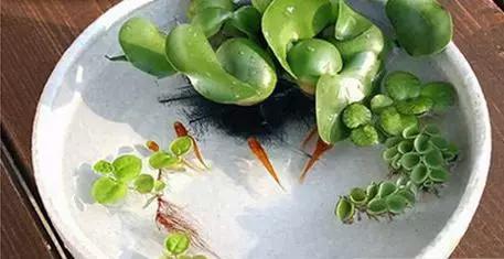 怎么养好小鱼儿 (怎样养好小鱼儿)