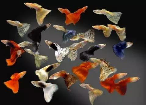 怎么养好小鱼儿 (怎样养好小鱼儿)