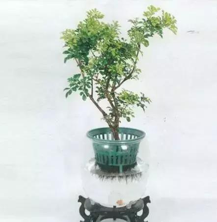 怎么养好小鱼儿 (怎样养好小鱼儿)