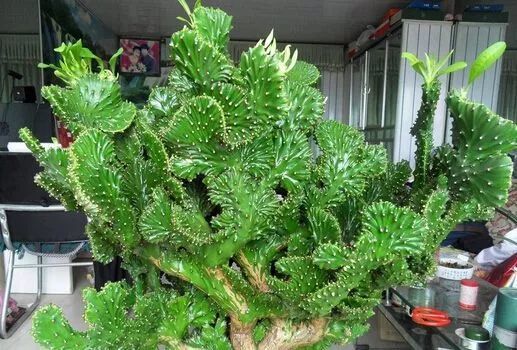 多肉植物有毒品种图片大全及名称,家庭养的多肉致癌吗