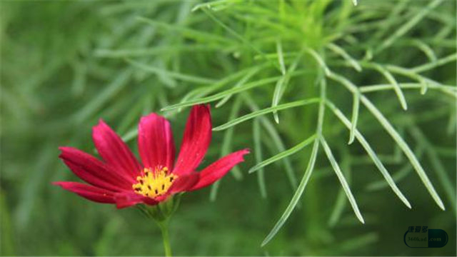 花红片治疗白带吗,花红片治白带多吗