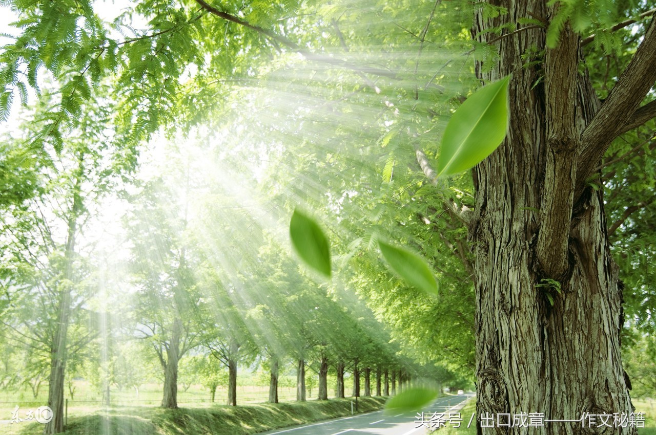 作文排比句式的表达效果,高分作文是如何使用排比句的