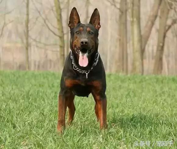 狼犬界少有匹敌的存在,中国莱州红,不得不说的事!