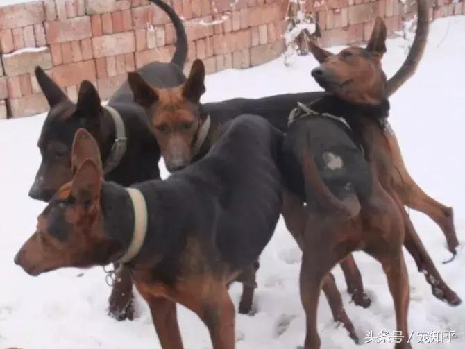 狼犬界少有匹敌的存在,中国莱州红,不得不说的事!