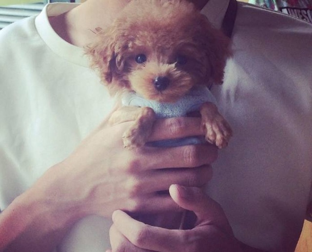 新手养泰迪怎么投食,新手养公泰迪还是母泰迪