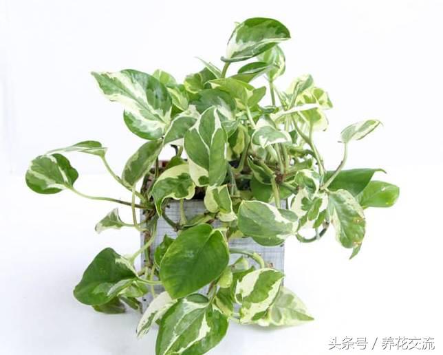 净化室内空气的十大盆栽,适合净化空气好养的绿植