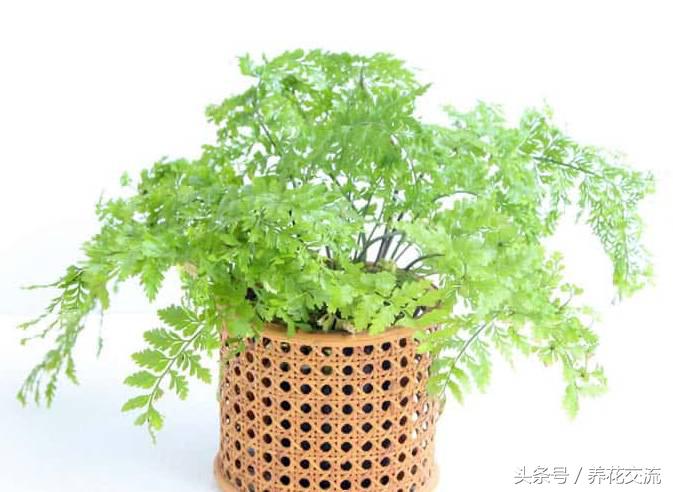 净化室内空气的十大盆栽,适合净化空气好养的绿植